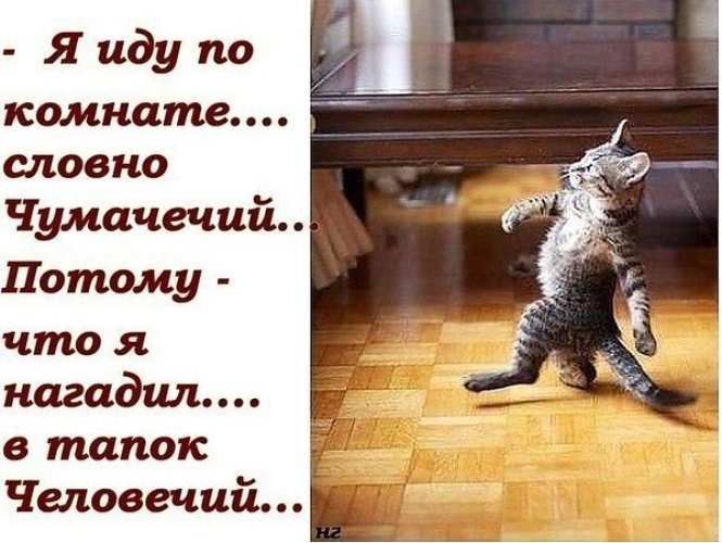 Смешные картинки с чумачечий, про