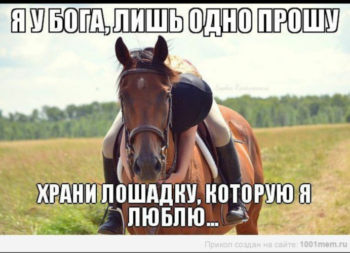 Лошадки со словами. Высказывания о конях. Высказывания о лошадях. Цитаты про лошадей. Цитаты про коней.
