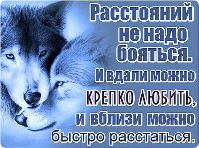 Говорила крепко любишь. Расстояний не надо бояться. Расстояний не надо бояться надо бояться волк. Статусы с волками. Высказывания не надо бояться.