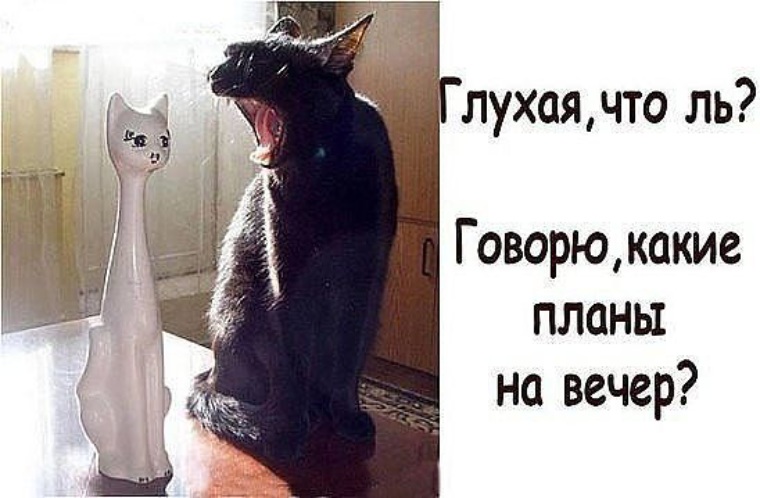 Вечерний юмор в новых картинках с надписями