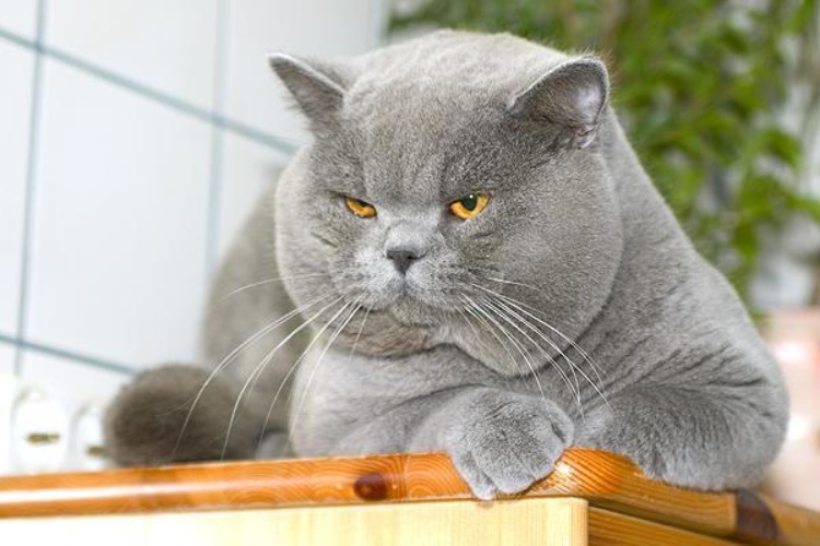 Смешные коты британцы картинки, болеть