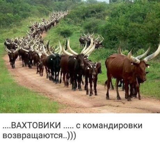 картинка вахтовики с вахты