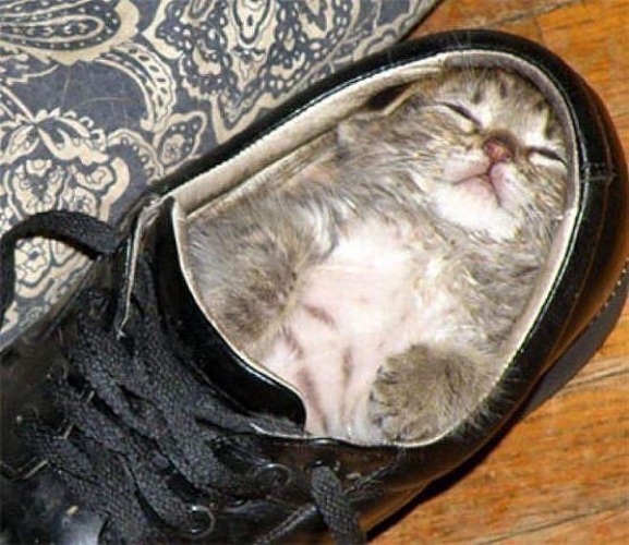 Сказочник обувший кота