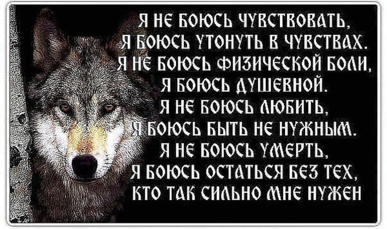 Картинки Со Смыслом Жизни Волков