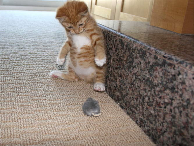 Смешные котики фото до слез