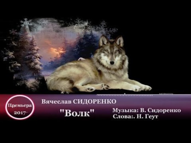 Шансон волк. Волк шансон.