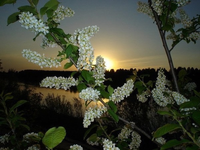 Фото доброго весеннего вечера. Природа черемуха. Черемуха в цвету. Черемуха Цветущая вечером. Цветет черемуха вечером.