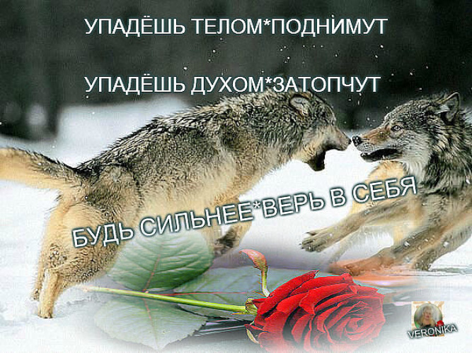 Упадешь телом поднимут упадешь духом затопчут картинки