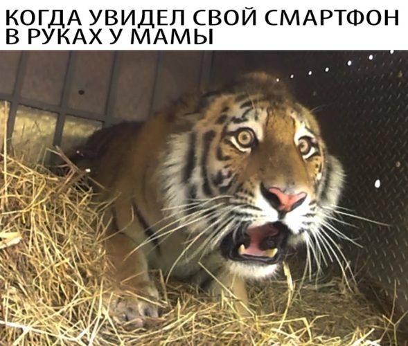 Скачай это бесплатное Фото на тему Тигр мем и открой