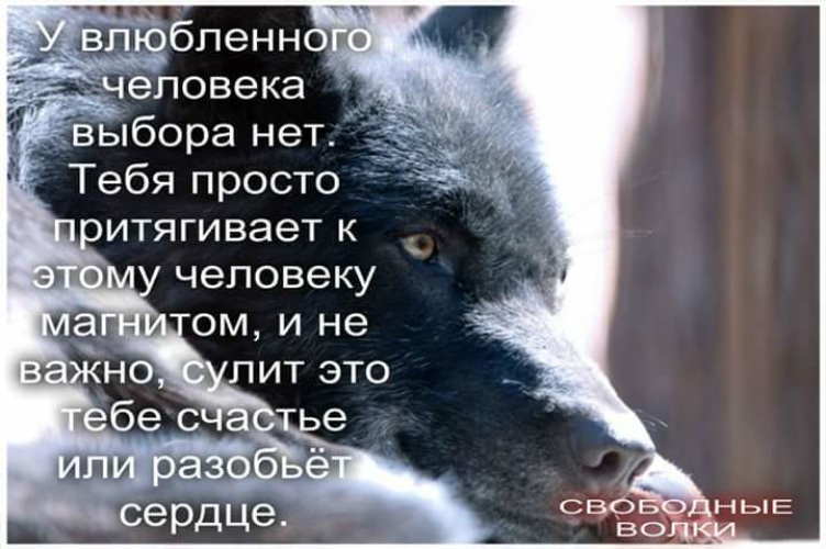 Отзыв человек человеку волк. Человек человеку волк. Статусы с волками в картинках. Человек человеку волк картинки.