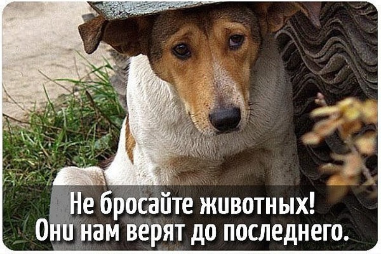Брошенных животных. Не бросайте животных. Почему люди бросают животных. 21 августа день бездомных животных. Не бросать животных.