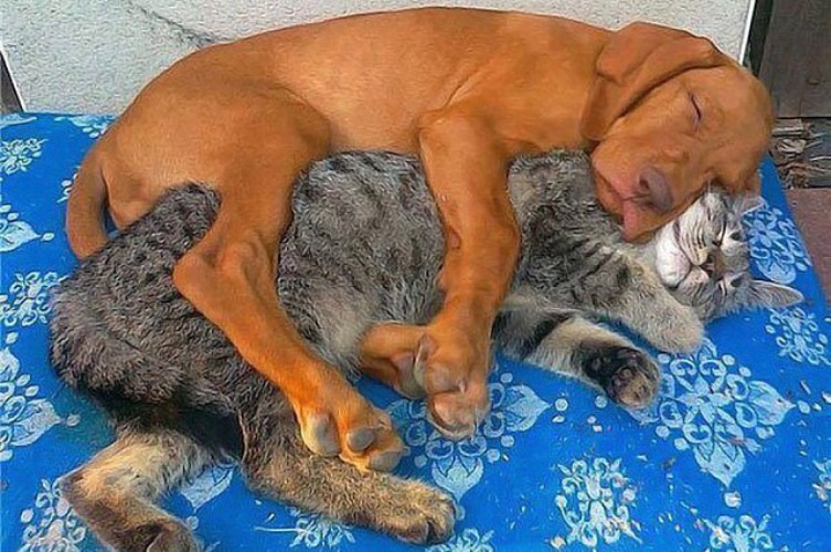 Собака или кошка