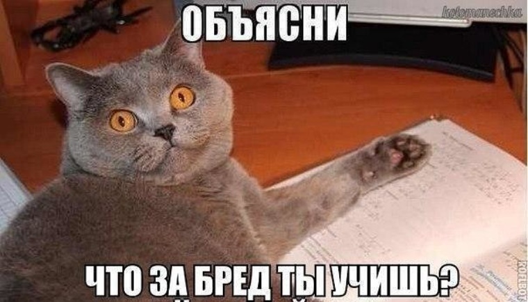 Мемы с котами 2025 с надписями