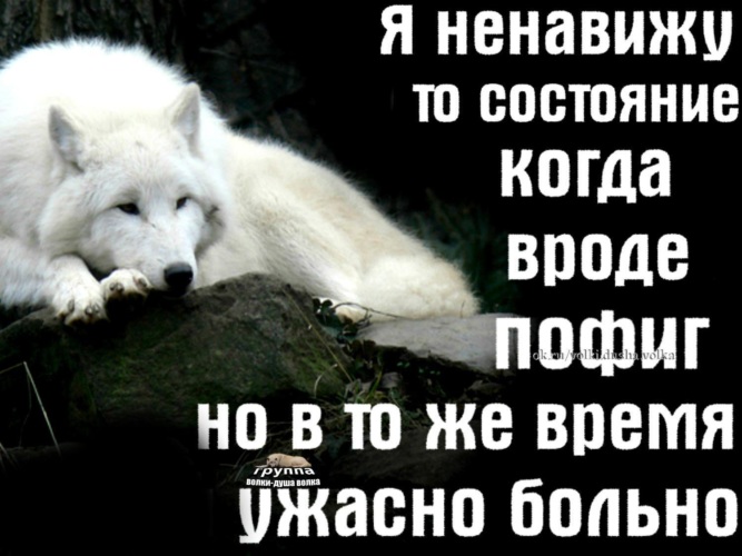 Ненавижу работу. Ненавижу состояние, когда вроде пофиг, но в то же время больно.. Статус ненавижу работу. Волк всё пофиг. Вроде когда.