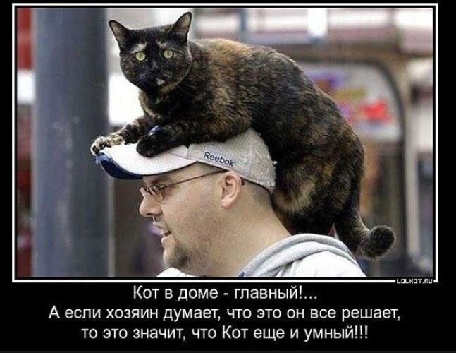 Хозяин народа. Человек кошачий раб. Кот и хозяин приколы. Кот главный в доме. Приколы о котах и хозяевах.