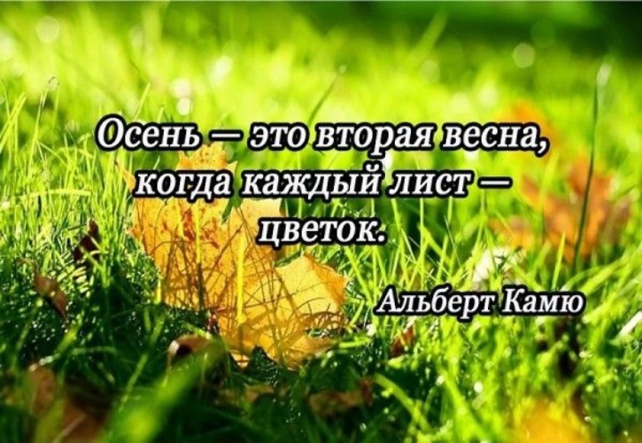 Каждый лист. Афоризмы про осень великих людей. Цитаты про осень известных людей. Цитаты про осень красивые великих людей. Высказывания об осени великих людей.