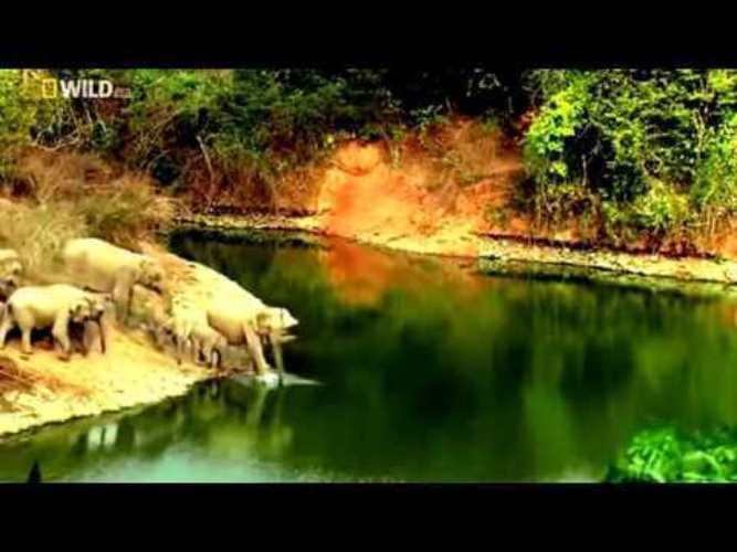 Индонезия природа. Орангутан в дикой природе. Дикая природа индонезии. Дикая природа индонезии. Дикая природа индонезии.