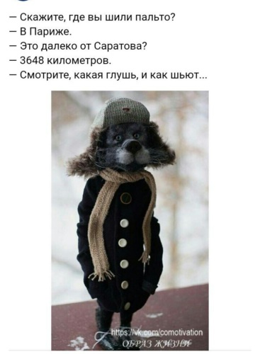 Зверь в пальто 4. Валяные собаки в пальто. пальто и собака. собака в шапке и куртке. кот в пальто.