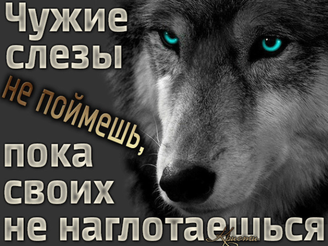 Пока слеза. Цитаты волка до слез. Цитаты волка про слезы. Чужих слез не поймешь пока своих. Чужие слезы.