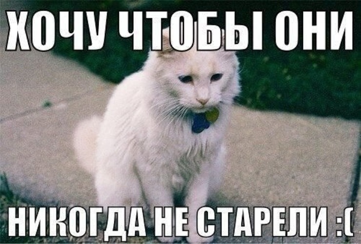 Никогда не взрослеют. Кошка которая никогда не взрослеет.