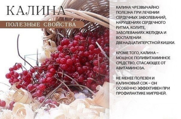 Свойства калины. Полезные свойства ягод. Ягоды польза для организма. Какие ягоды полезны для здоровья. Чем полезна Калина красная для организма.