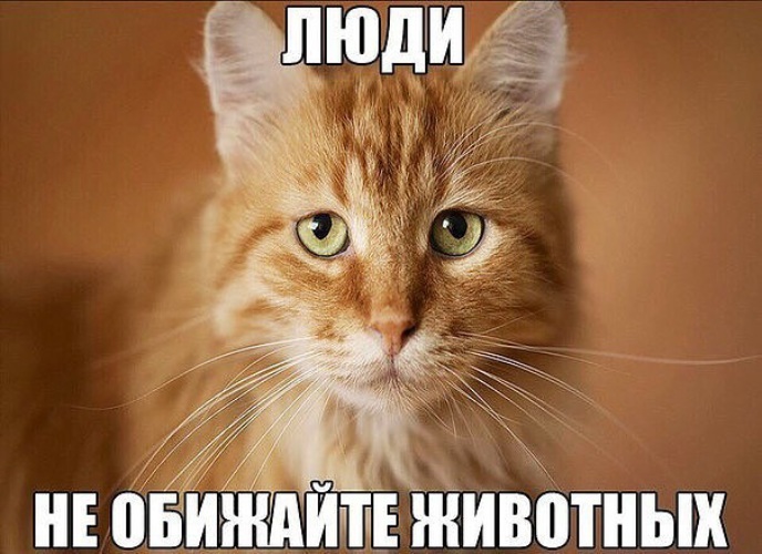 Сериал не обижайте котиков