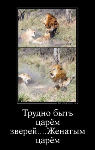 моя жена львица а твоя корова анекдот. фразы из джентльменов. люблю тебя твой лев. чтобы быть царем зверей джентльмены. чтобы быть царем зверей недостаточно.