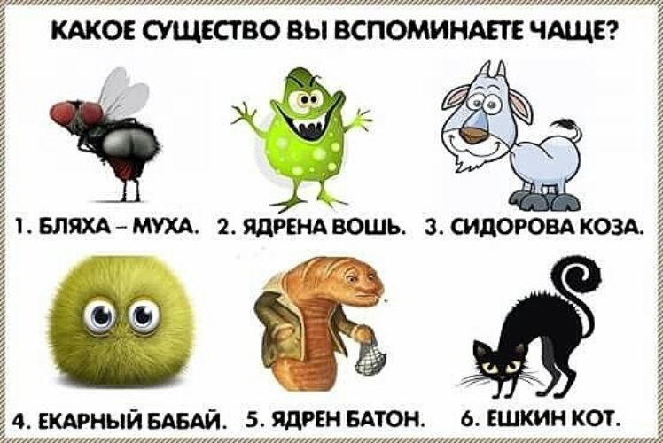 Как выглядит ешкин кот