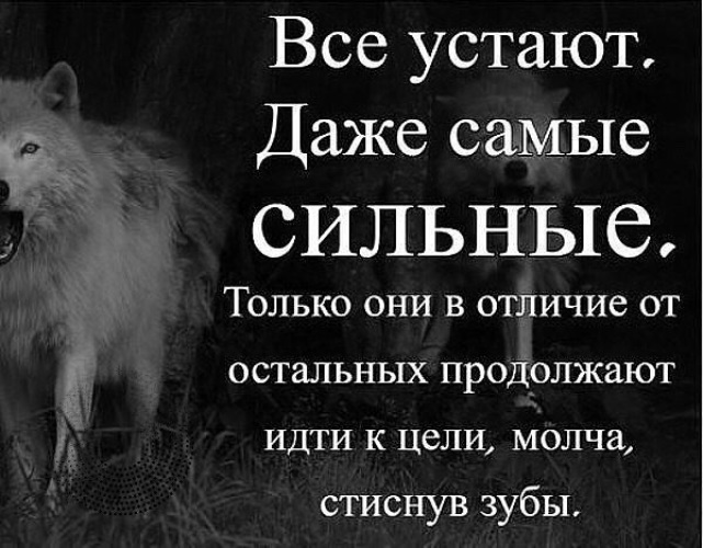 Могут только они. Все люди устают даже самые сильные. Душа волка. Цитаты волка. Волки цитаты в картинках.