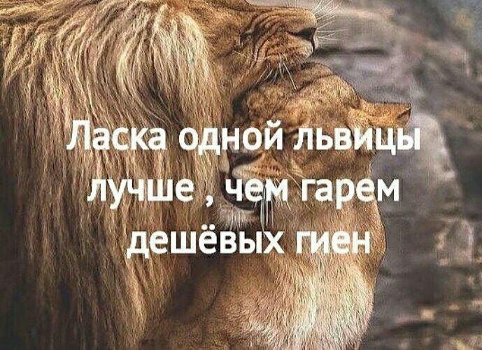Фразы про львов. Высказывания про Льва. Лев цитаты. Цитаты про львицу. Цитаты про Львов.