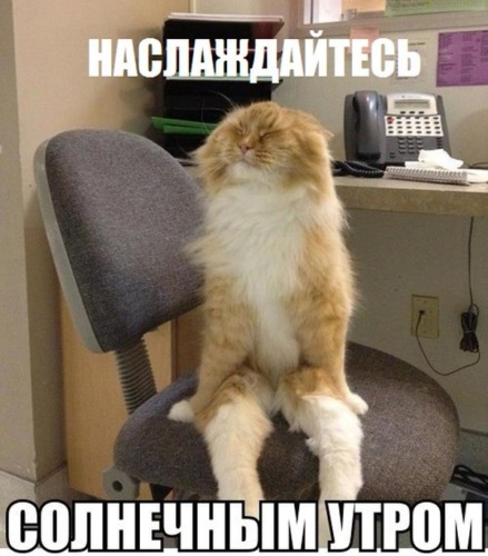 А ты думал,я с тобой шутки шучу? - Животные - 1539882 - Tabor.ru