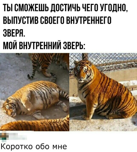 Скачай это бесплатное Фото на тему Тигр мем и открой