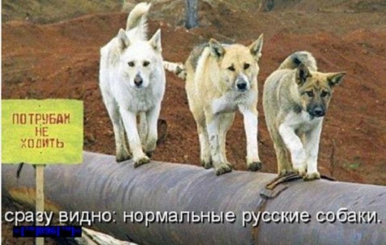 Сразу видать. Мемы с собаками с надписями. Смешные собаки с надписями. Смешные картинки про собак с надписями. Мемы с собаками с надписями на русском.