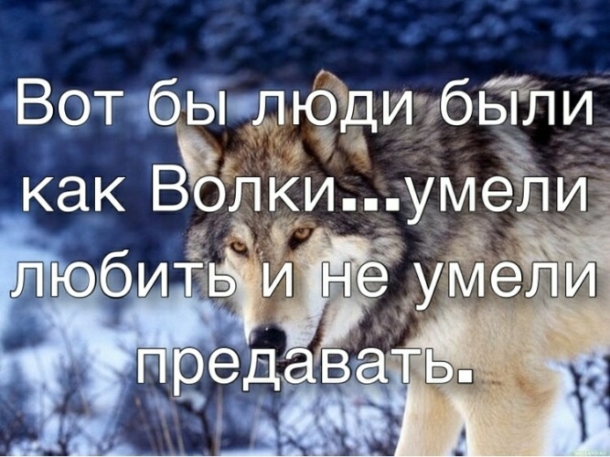 Волки суть. Волки не умеют любить. Волки умеют любить. Что умеет волк. Что умеет делать волк.