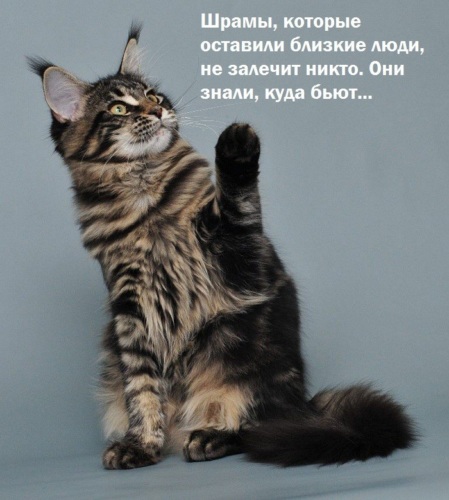 Цитаты про котиков