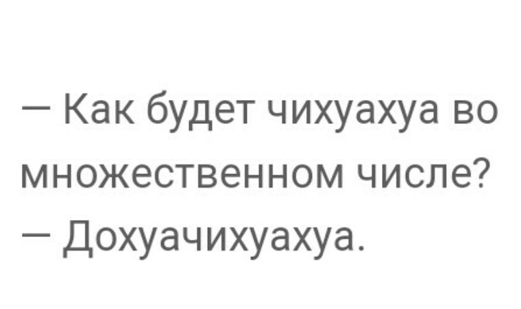 Чихуахуа во множественном. Как будет чихуахуа во множественном числе. Дохуачихуахуа. Чихуахуа во множественном числе прикол картинки. Учительница спрашивает как будет чихуахуа в множественном числе.