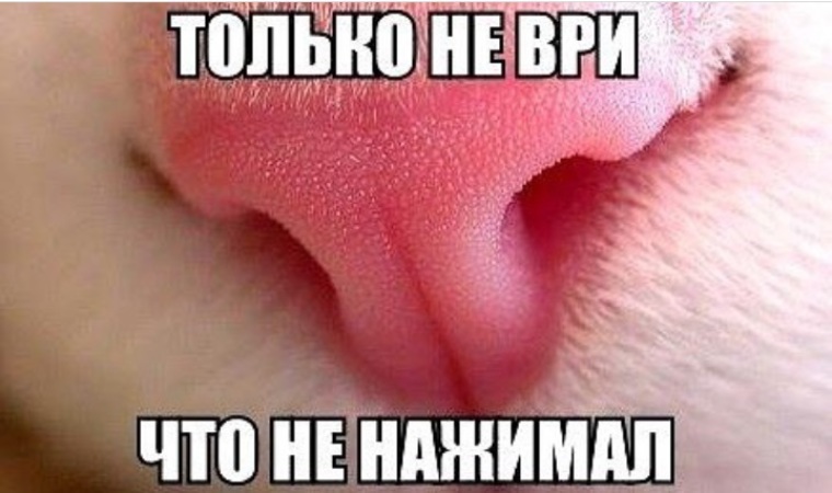 только не ври картинки любит нарушать правила