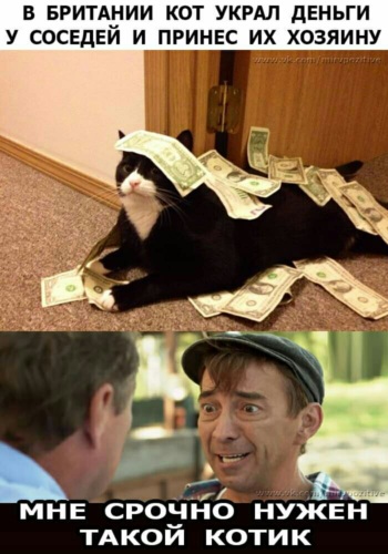 Украли кота