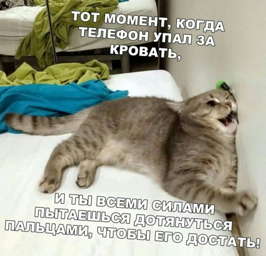 Кот не может спрыгнуть с дивана