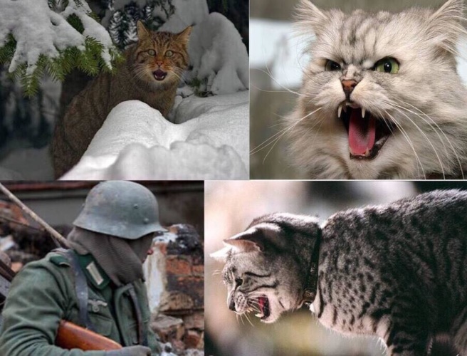 Суровые коты донбасса