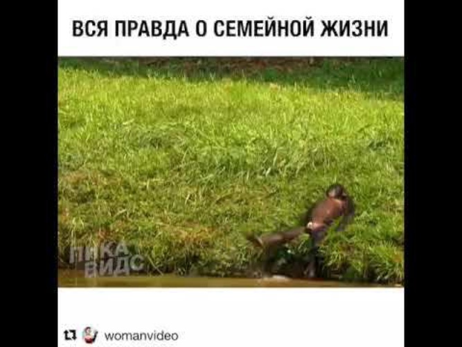 Марта, гифка с обезьянами о семейной жизни