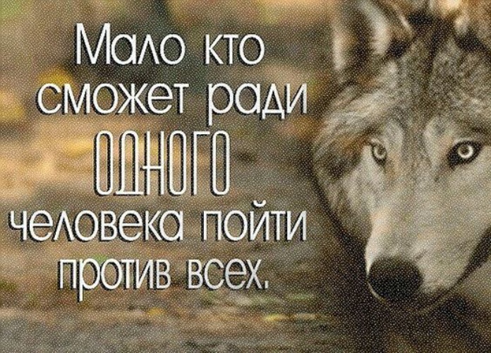 Пойти против. Мудрые фразы волка. Фразы про Волков со смыслом. Волк умные цитаты. Волки цитаты в картинках.