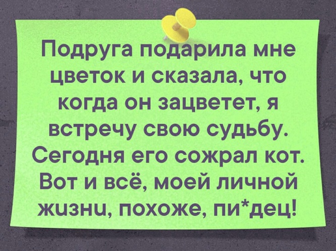 Я встретил она цвела. Подруга подарила мне цветок и сказала что когда он зацветет. Подруга подарила мне цветок и сказала что. Вчера подруга подарила мне цветок и сказала. Подруга подарила цветок но кот его сожрал.