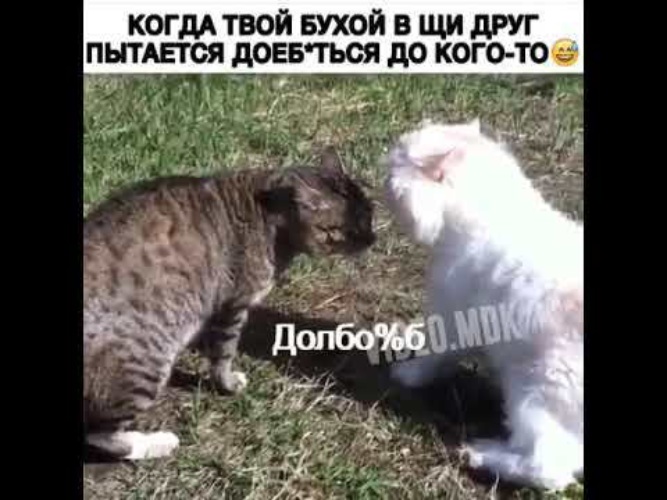 3 кота гопники