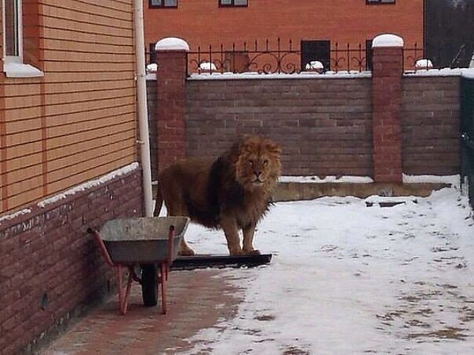 Не боюсь картинки прикольные