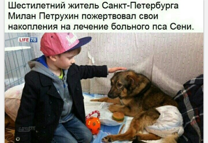 Кто пожертвовал деньги на крокус. Мальчик лечит собаку. Добрые дела в Санкт-Петербурге. Собаки которые помогают больным детям. Добрые дела петербуржцев для города.
