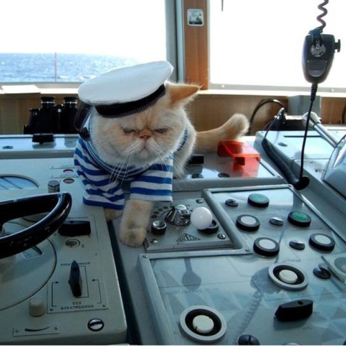 Кот матрос интернет магазин