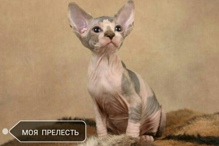 Лысые Кошки Сфинкс Фото