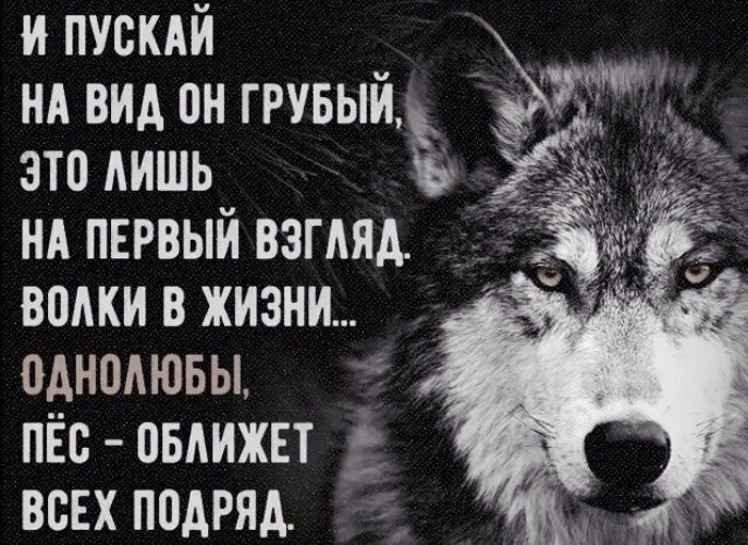 Кто такой однолюб. Пёс оближет всех подряд волки. Волки Однолюбы. Волчьи цитаты. Статусы с волками.