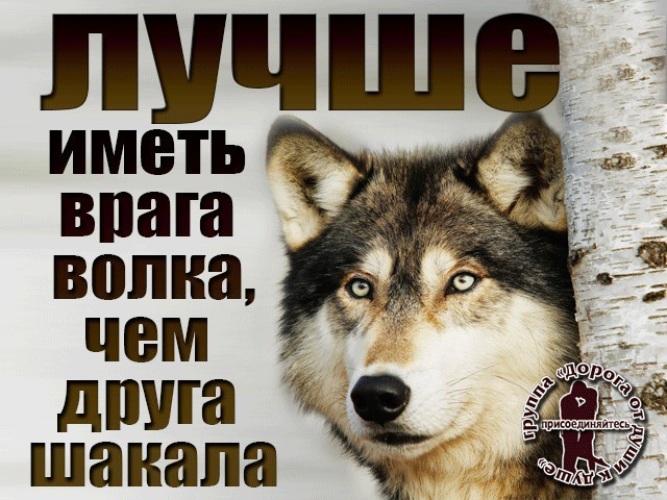 Враг станет врагом. Цитаты волка про друзей. Волчьи цитаты про друзей. Цитаты волка про врагов. Мем волк друг.